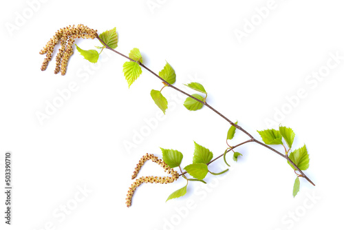 Warty birch branch isolated on a white background, horizontal photo