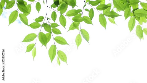 風に揺れる新緑