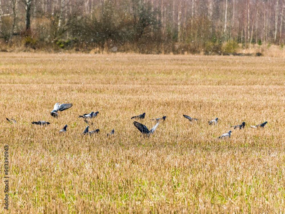 landscape with a field fed by a pigeon herd landscape with a field fed by a pigeon herd