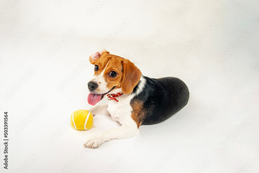 笑顔のビーグル犬 笑顔のビーグル犬