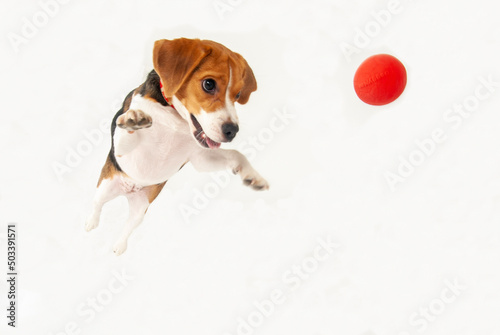 ジャンプするビーグル犬