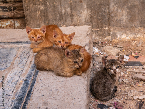 Group of homeless kittens in a city street near the house.