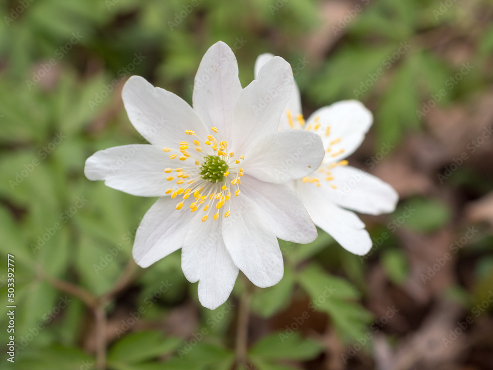 white anemone close up white anemone close up