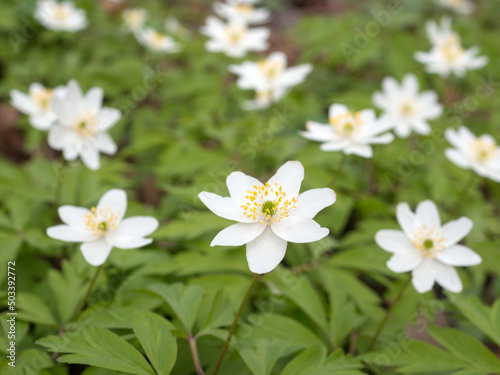 white flowers anemone © Maslov Dmitry