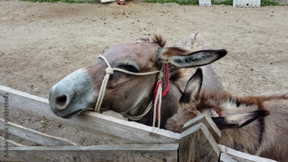 One donkeys stand behind corral fence at donkey farm. Two muzzles of