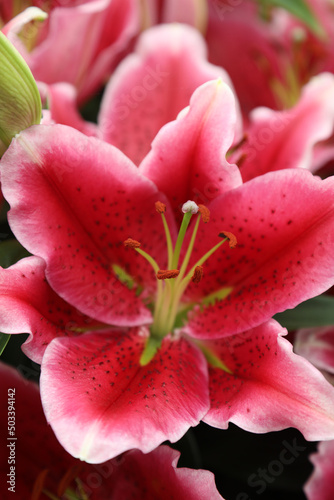 Beautiful array of lilium flowers in pinks, whites and orange