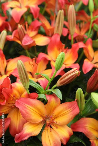 Beautiful array of lilium flowers in pinks, whites and orange