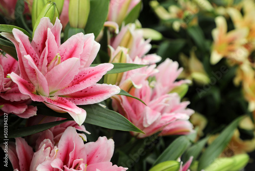 Beautiful array of lilium flowers in pinks  whites and orange