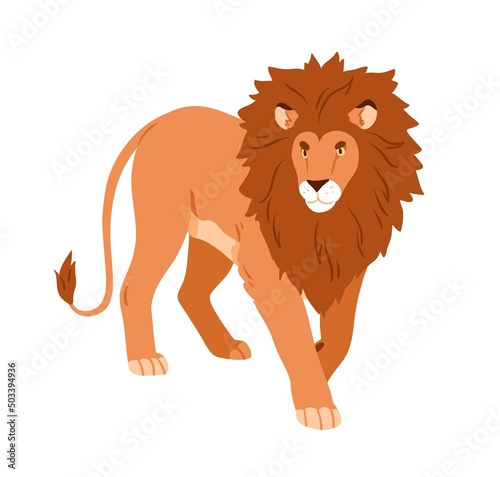 Lion walking. Wild feline animal with shaggy mane, hairy head going and looki...