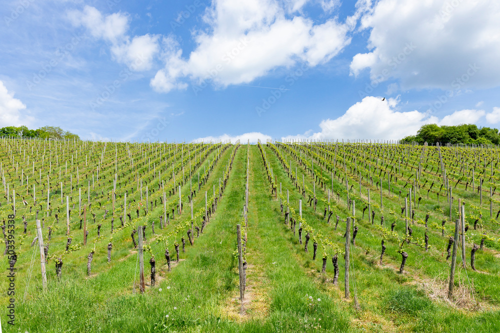 vineyard in spring with growing grapes in the Rheingau,