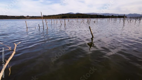 Submerged dead trees in dam stick out partially above water; drone pullback photo