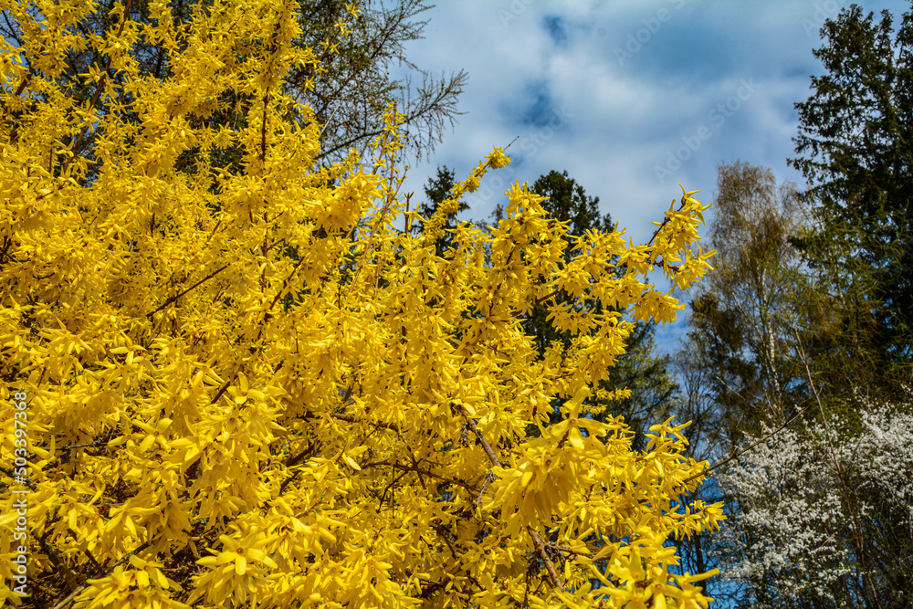 Fototapeta premium Beautiful Forsythia in spring time. Blooming forsythia bush