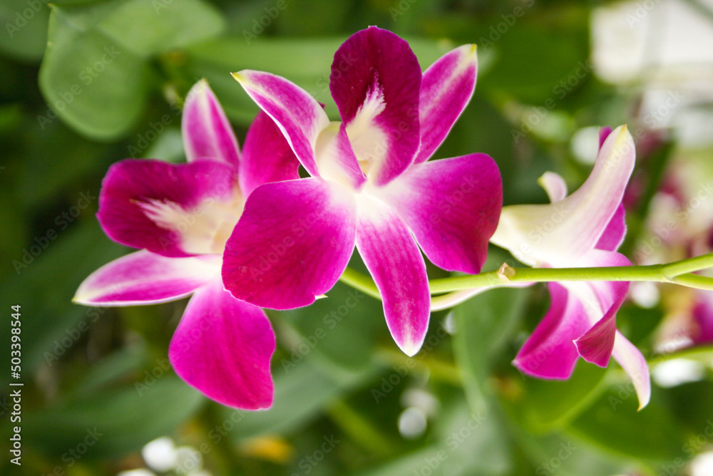 purple orchids flower blooming beautiful nature in garden park Thailand purple orchids flower blooming beautiful nature in garden park Thailand