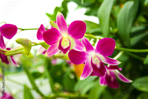 purple orchids flower  blooming beautiful nature  in garden park Thailand 