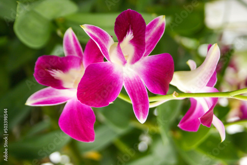 purple orchids flower  blooming beautiful nature  in garden park Thailand 