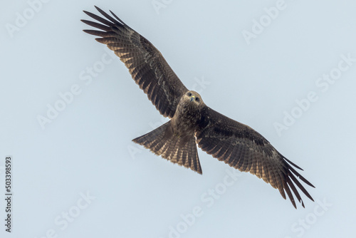 Black Kite in Queensland Australia