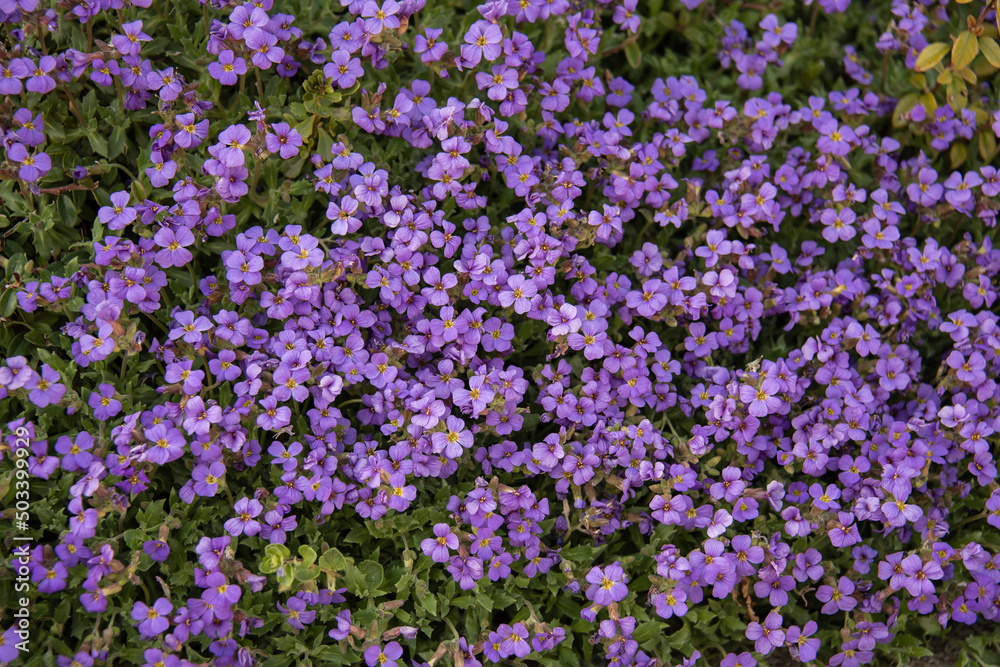 a floral background with small aubrieta blossoms