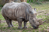 Southern white rhinoceros (Ceratotherium simum simum). Critically endangered animal species.