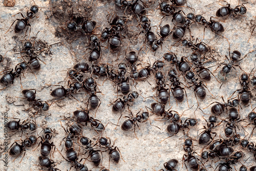 Close-up view of ants in an anthill