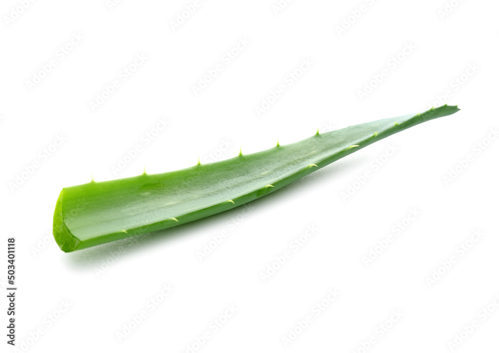 Fresh aloe vera plant leaf on white background Fresh aloe vera plant leaf on white background