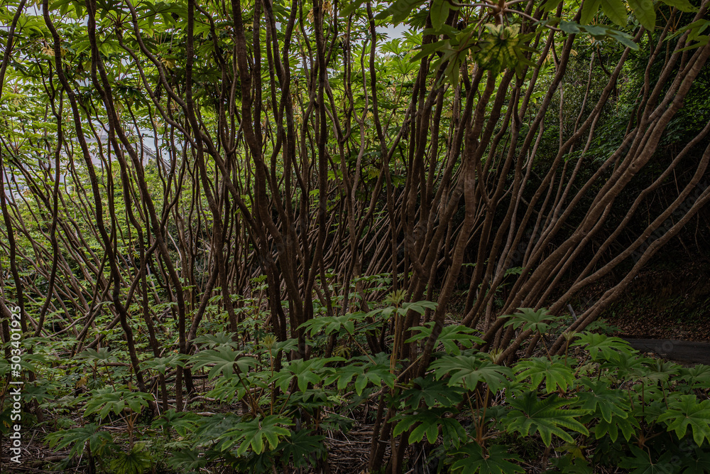 Obraz premium 堂ヶ島のトンボロ周辺の林