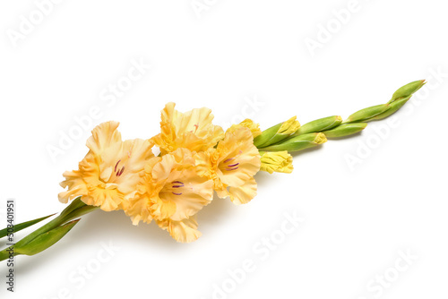 Branch of beautiful gladiolus flower on white background, closeup
