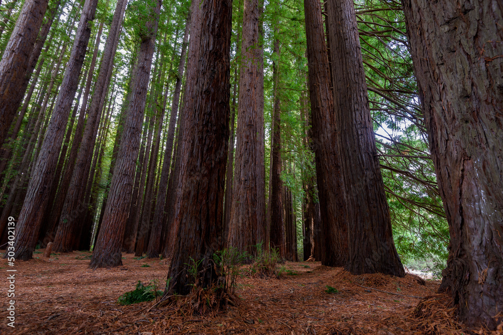Obraz premium Cement Creek, Redwood Forest, Warburton, Victoria, Australia