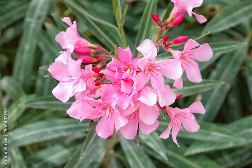 Beautiful pink rhododendron flowers with green leaves, closeup Beautiful pink rhododendron flowers with green leaves, closeup