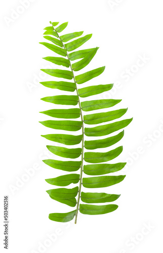 green fern leaves isolated on white background,Clipping path
