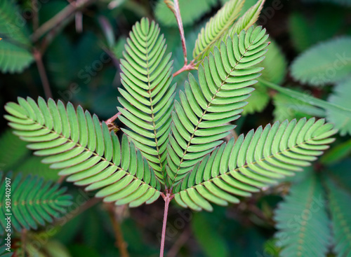 Mimosa pudica, Common Sensitive Plant also called humble plant