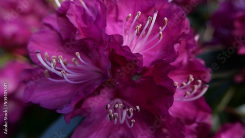 Full frame close up image of beautiful dark pink rhododendron flowers