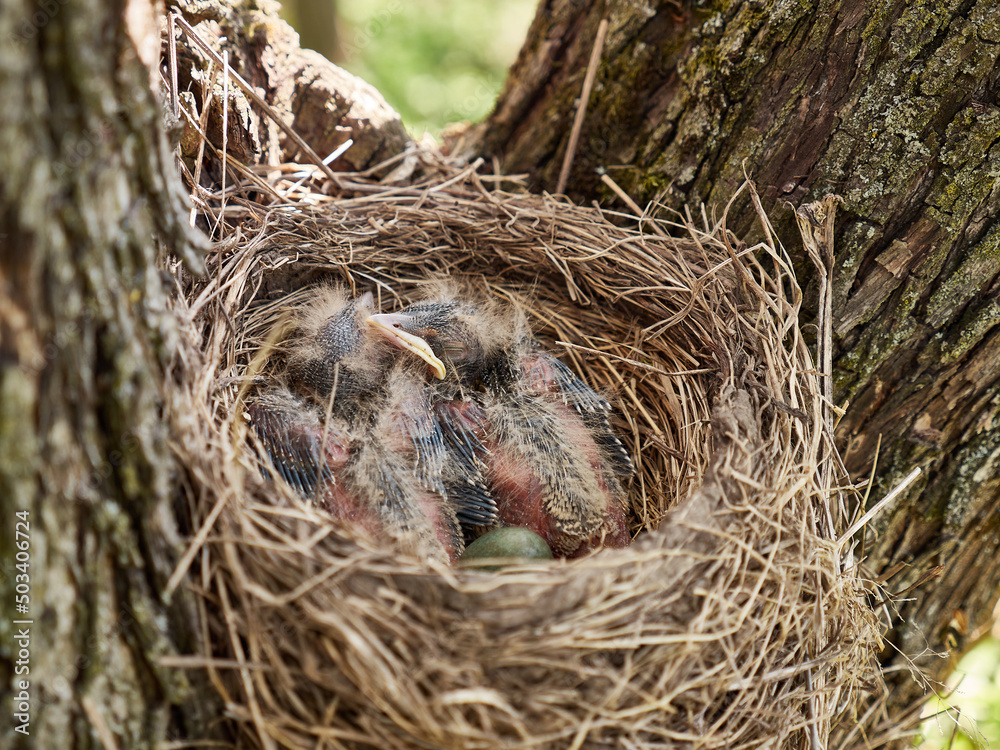 Nest with newborn blackbird chicks and egg. Natural selection and life of blackbirds in the wild. Nest with newborn blackbird chicks and egg. Natural selection and life of blackbirds in the wild.