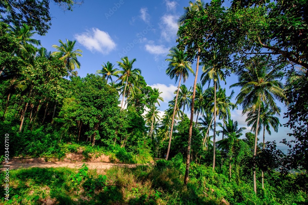 panoramic background of high mountain scenery, overlooking the atmosphere of the sea, trees and wind blowing in a cool blur, spontaneous beauty