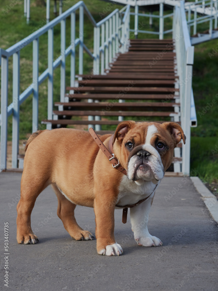 english bulldog walks in nature english bulldog walks in nature
