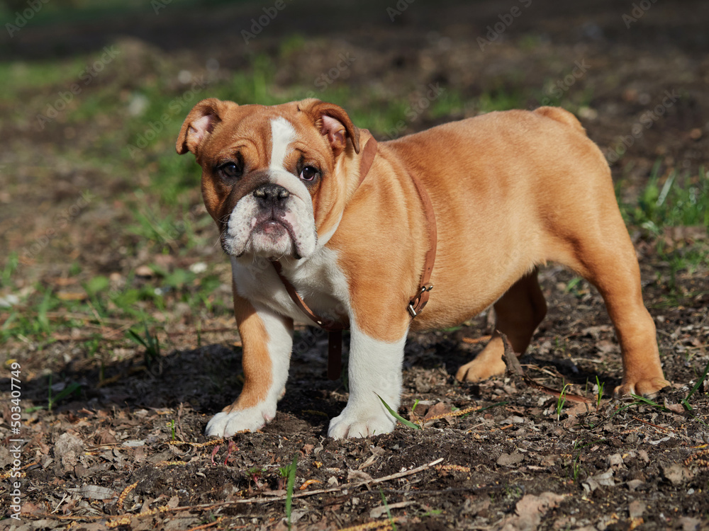 english bulldog walks in nature