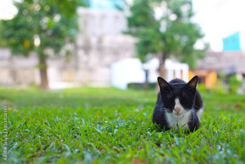 Fototapeta premium Cat resting on the grass