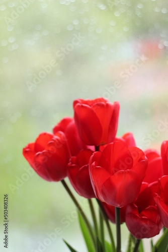 red tulips