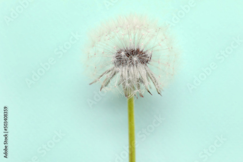 Beautiful dandelion on blue background  closeup