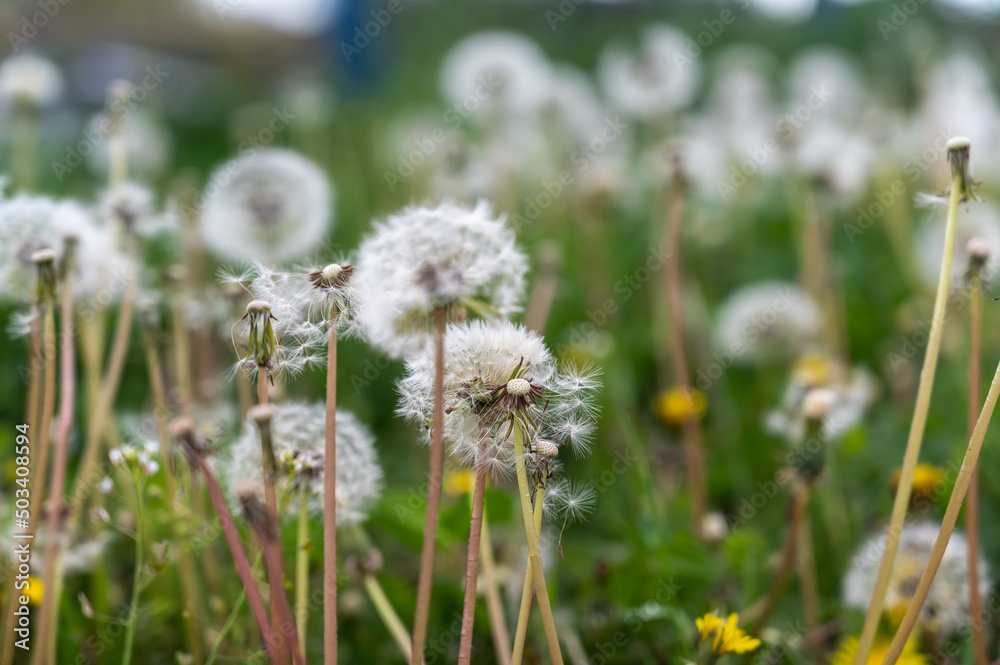White dandelion seeds close-up. Flowering of wildflowers in a green field