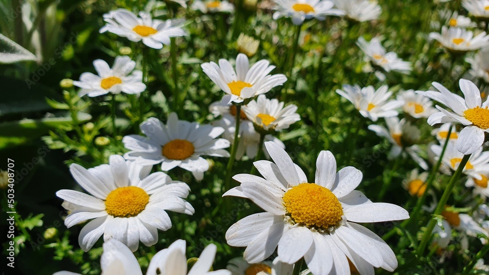Fototapeta premium daisies in the garden