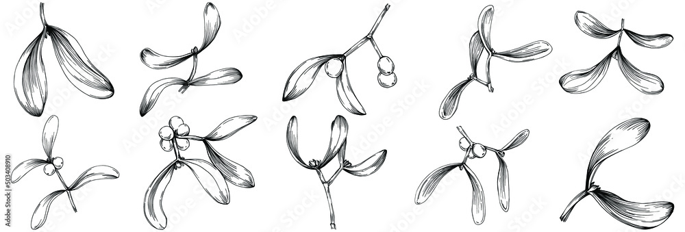 Mistletoe sketch drawing illustration. Carob tree nature engraved style illustration. Detailed plants product. The best for design logo, menu, label, icon, stamp.