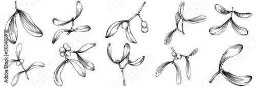 Mistletoe sketch drawing illustration. Carob tree nature engraved style illustration. Detailed plants product. The best for design logo  menu  label  icon  stamp.
