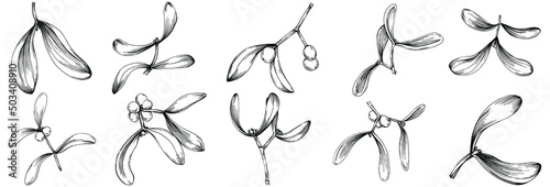 Mistletoe sketch drawing illustration. Carob tree nature engraved style illustration. Detailed plants product. The best for design logo, menu, label, icon, stamp.