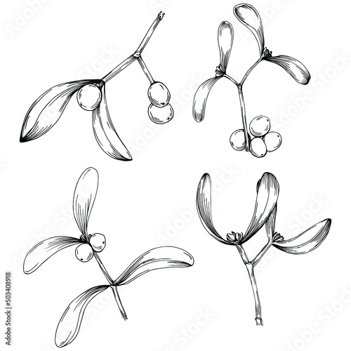 Mistletoe sketch drawing illustration. Carob tree nature engraved style illustration. Detailed plants product. The best for design logo, menu, label, icon, stamp.