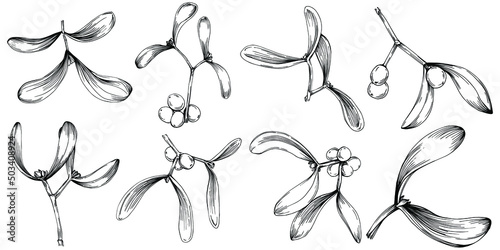 Mistletoe sketch drawing illustration. Carob tree nature engraved style illustration. Detailed plants product. The best for design logo, menu, label, icon, stamp.