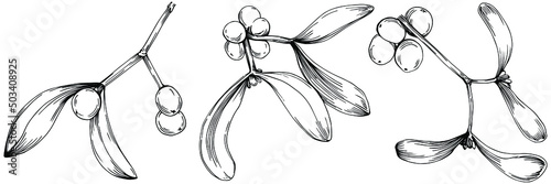 Mistletoe sketch drawing illustration. Carob tree nature engraved style illustration. Detailed plants product. The best for design logo, menu, label, icon, stamp.