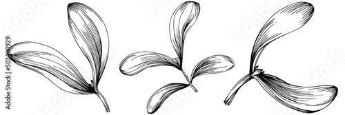 Mistletoe sketch drawing illustration. Carob tree nature engraved style illustration. Detailed plants product. The best for design logo, menu, label, icon, stamp.