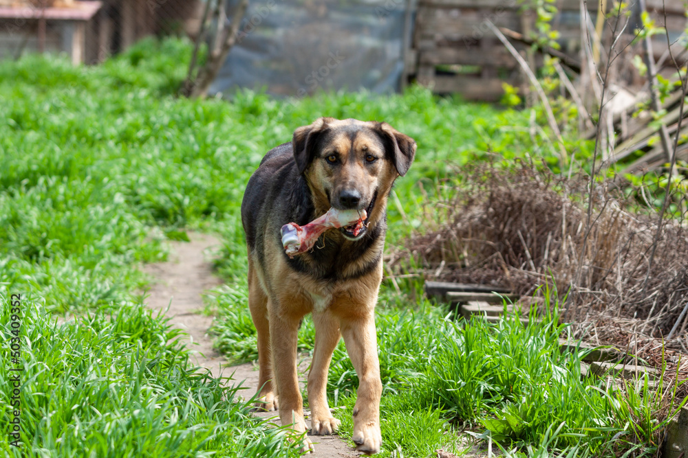 Shelter of dogs from different breeds. Shelter of dogs from different breeds.