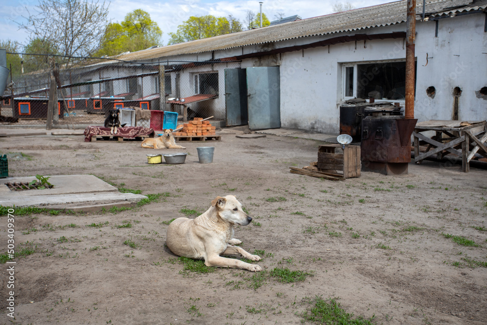 Obraz premium Shelter of dogs from different breeds.