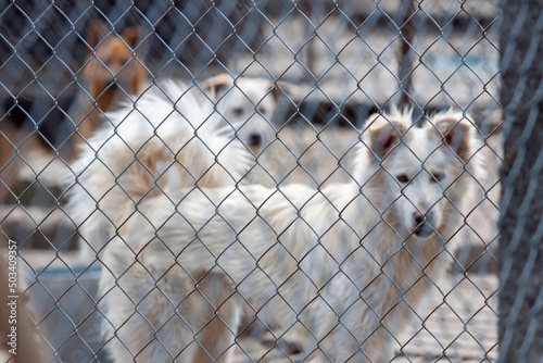 Shelter of dogs from different breeds. photo